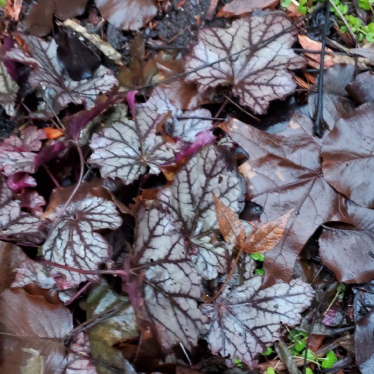 Plant image Heuchera 'Marvelous Marble'