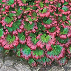 Plant image Mukdenia rossii 'Crimson Fans' syn. Aceriphyllum rosii