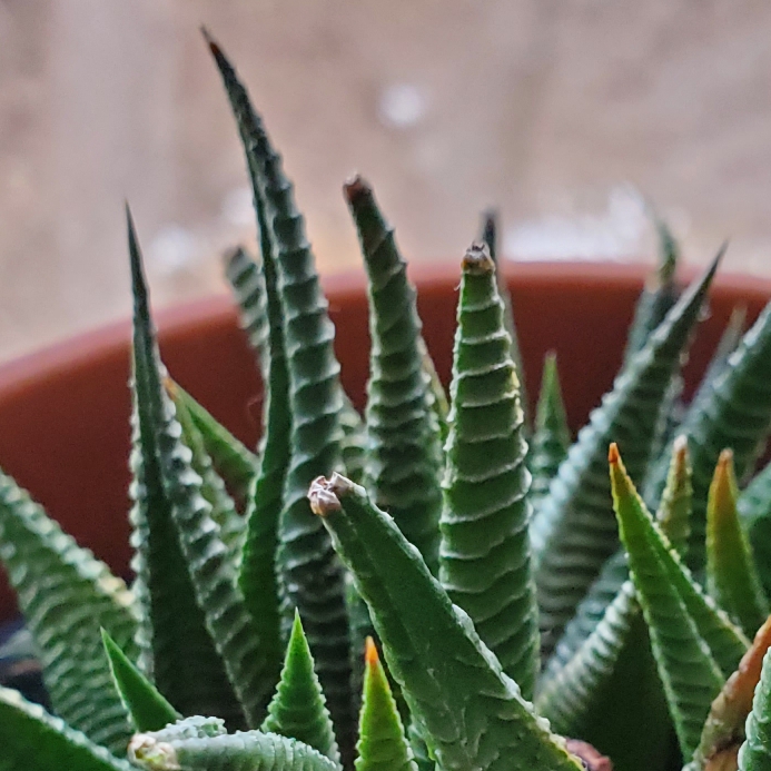 Plant image Haworthia limifolia ‘Fairy Washboard'