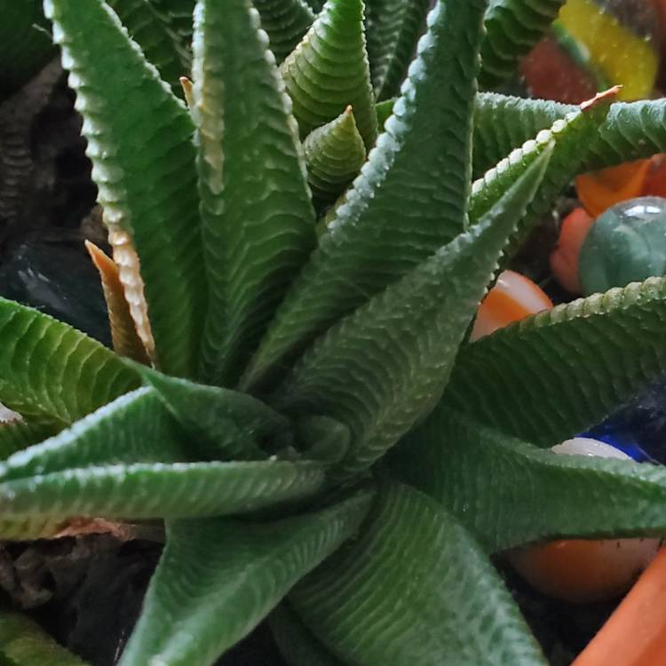 Plant image Haworthia limifolia ‘Fairy Washboard'