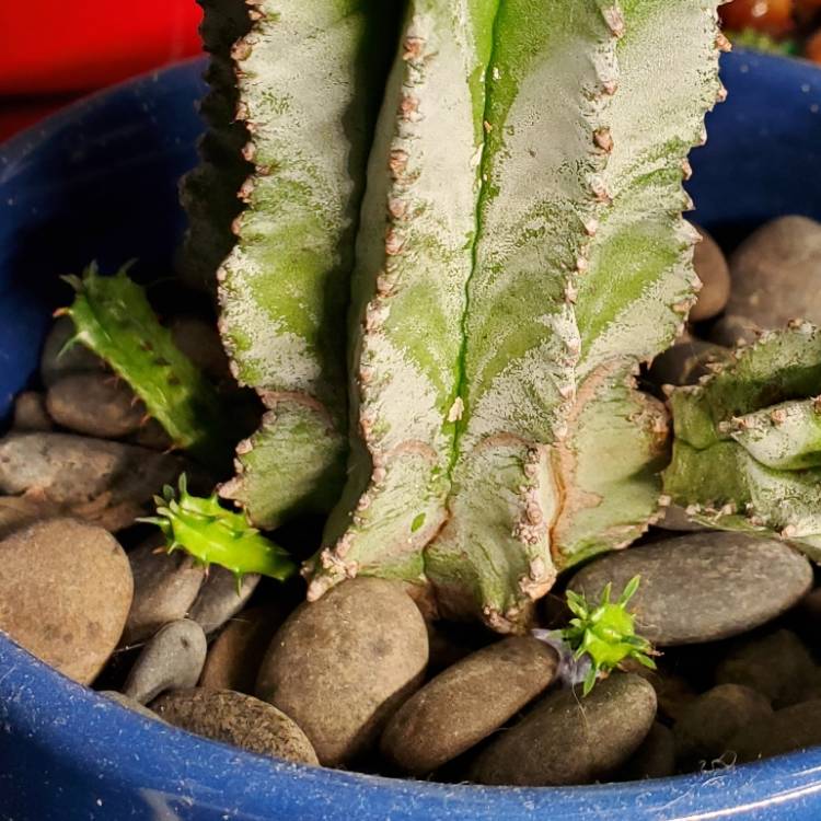 Plant image Euphorbia polygona 'Snowflake'