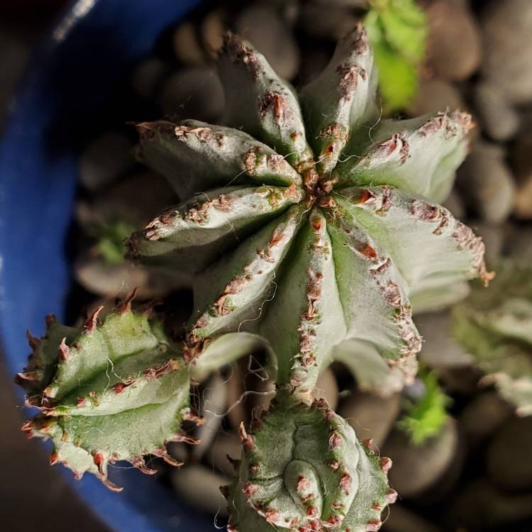 Plant image Euphorbia polygona 'Snowflake'