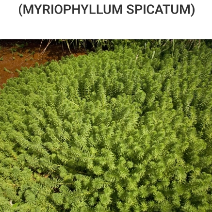 Plant image Myriophyllum aquaticum