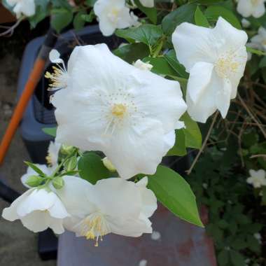 Philadelphus 'Natchez'