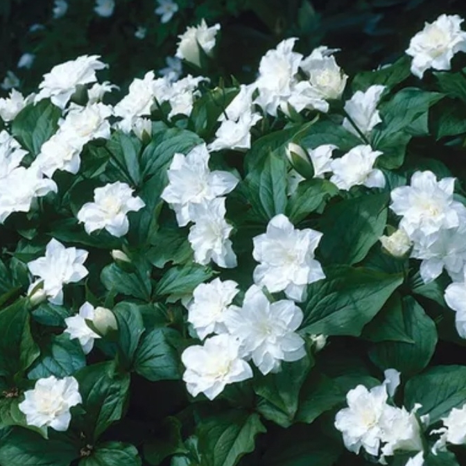 Plant image Trillium grandiflorum f. polymerum 'Flore Pleno'