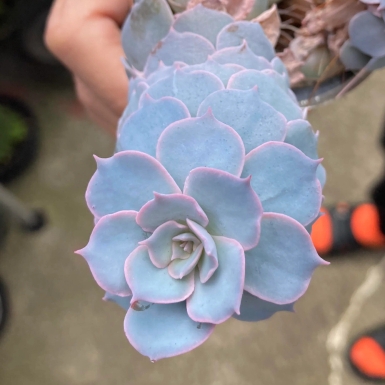 Plant image Echeveria Subsessilis 'Morning Beauty'