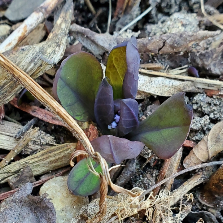 plant image 1578753