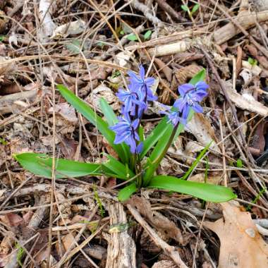 Scilla siberica