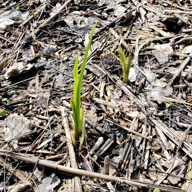 Plant image Iris