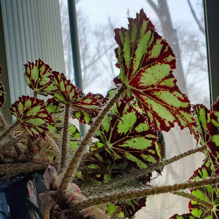 Plant image Begonia 'Persian Brocade'