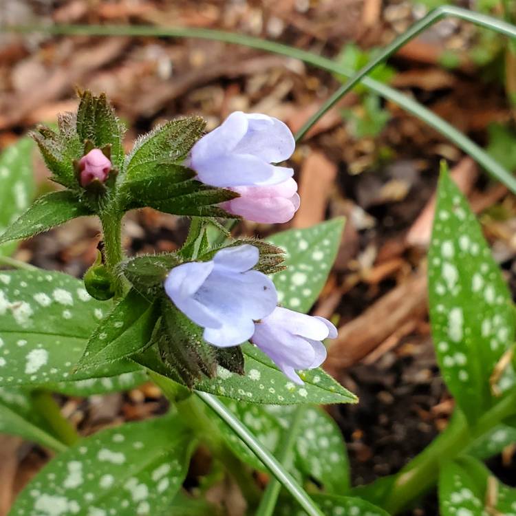 Plant image Pulmonaria longifolia 'Roy Davidson'