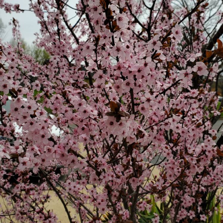 Plant image Prunus pumila