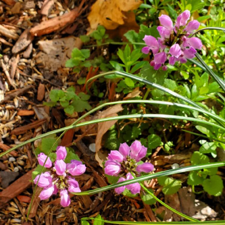 Plant image Lamium