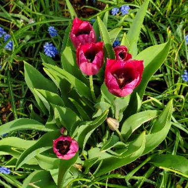 Tulipa