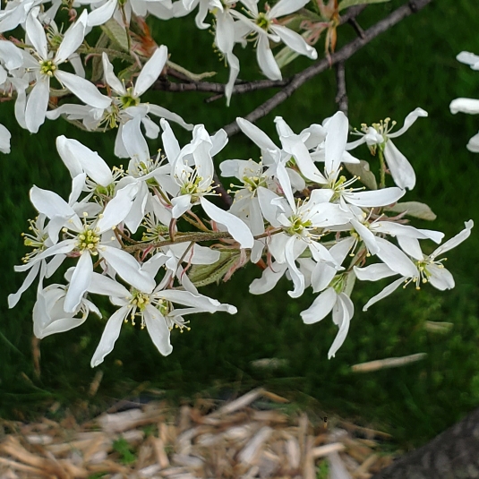 Plant image Amelanchier ovalis