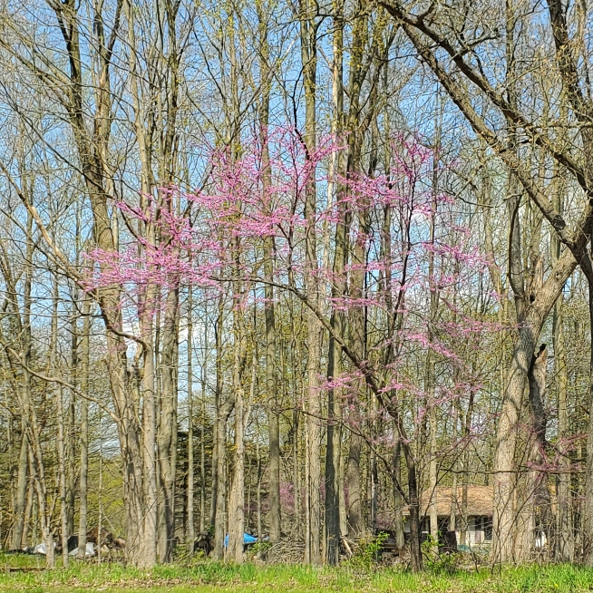 Plant image Cercis Canadensis