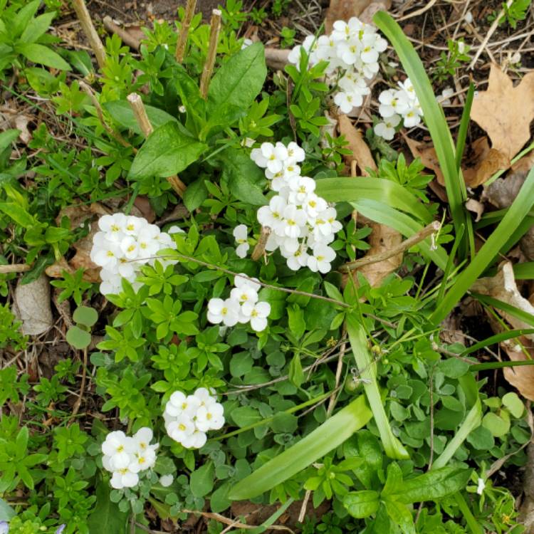 Plant image Arabis caucasica