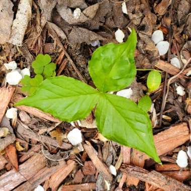 Arisaema triphyllum