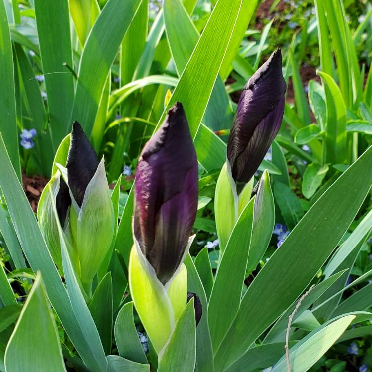 Plant image Iris x germanica 'Cherry Garden'