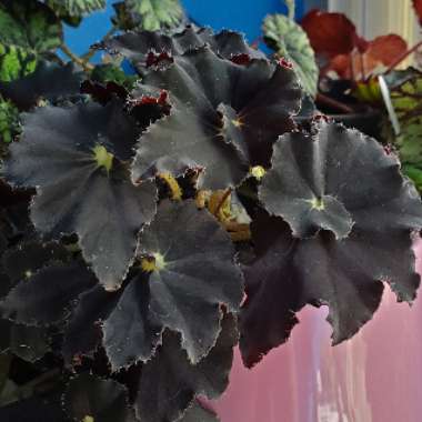 Begonia 'Black Mamba'