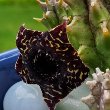 Huernia zebrina var. Magniflora x Huernia saudi-arabica