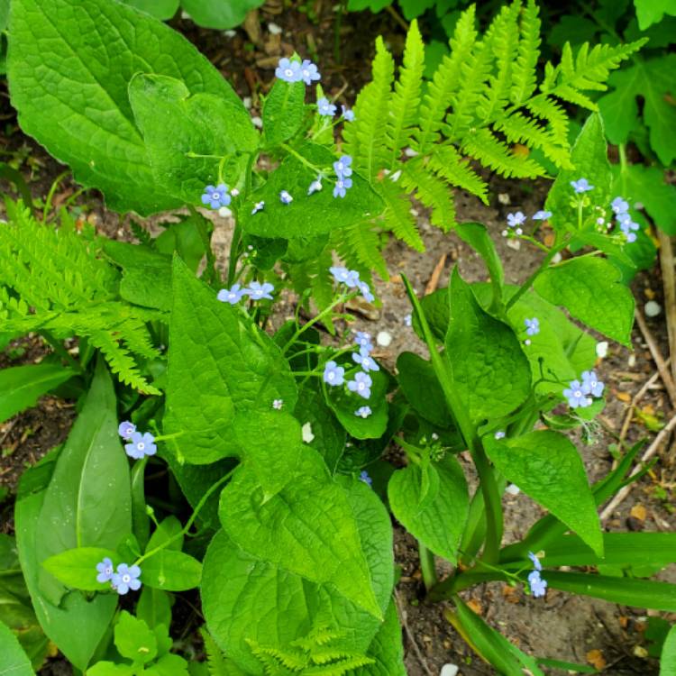 Plant image Brunnera macrophylla