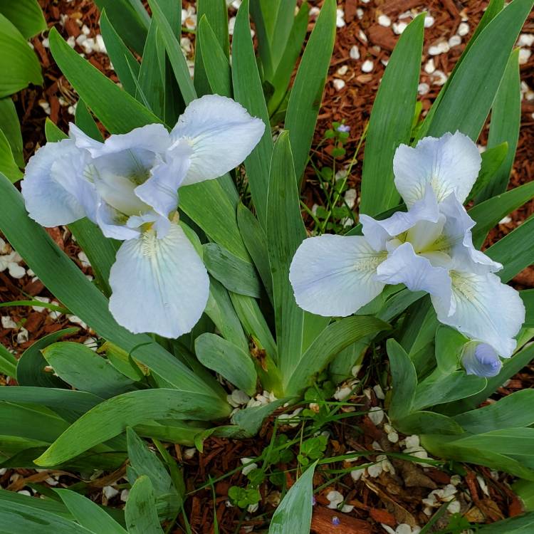 Plant image Iris x germanica 'Touch Of Sky'