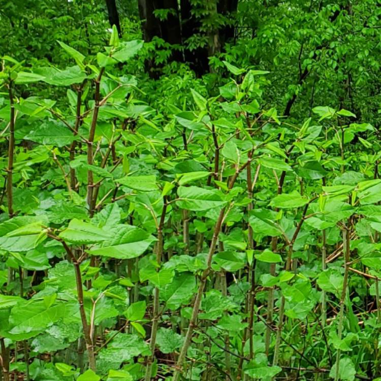 Plant image Fallopia japonica syn.  Reynoutria japonica ; Polygonum cuspidatum