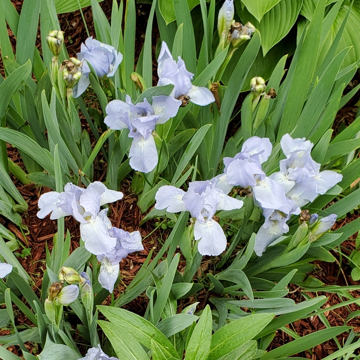 plant image 1591180