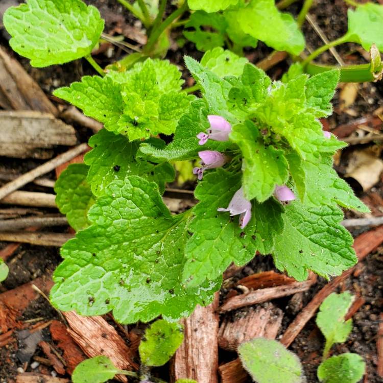 Plant image Lamium purpureum