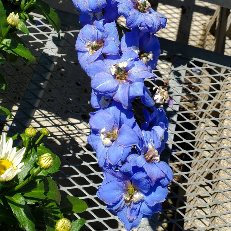 Plant image Delphinium elatum 'Aurora Blue' (Aurora Series)