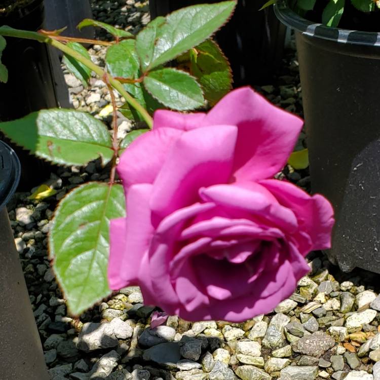 Plant image Rosa 'Korvodacom' syn Rosa 'Thank You' ; ' Plum Perfect ™';  'Vodacom'