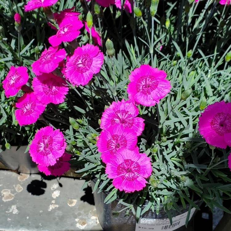 Plant image Dianthus 'Neon Star'