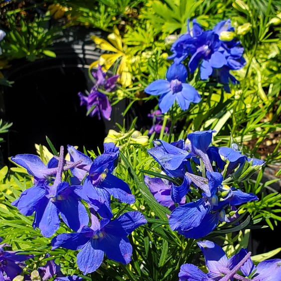 Plant image Delphinium 'Summer Nights'