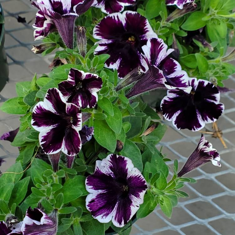 Plant image Petunia 'Sweetunia Miss Marvellous'