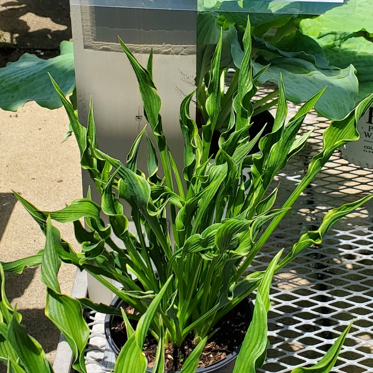 Plant image Hosta 'Praying Hands'