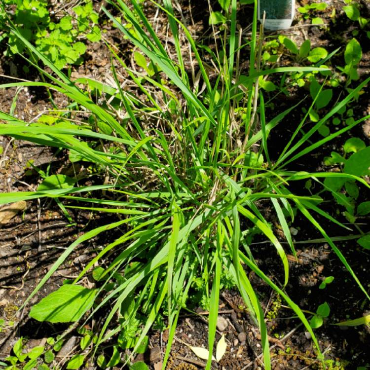 Plant image Panicum virgatum 'Shenandoah'