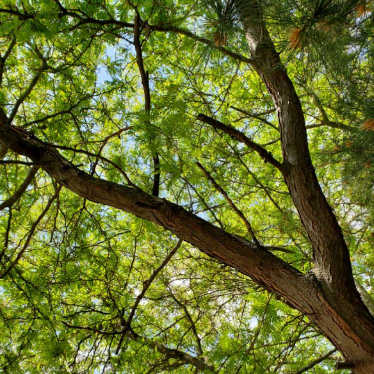 Plant image Gleditsia triacanthos