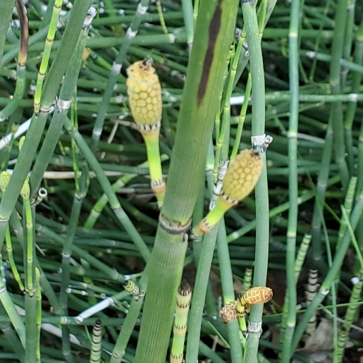 plant image 1601691