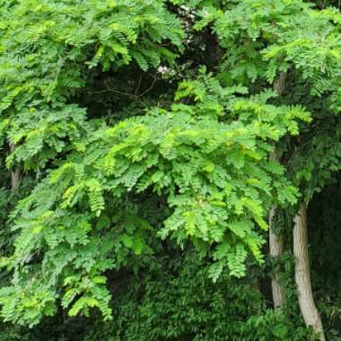 Robinia Pseudoacacia 'Umbraculifera'