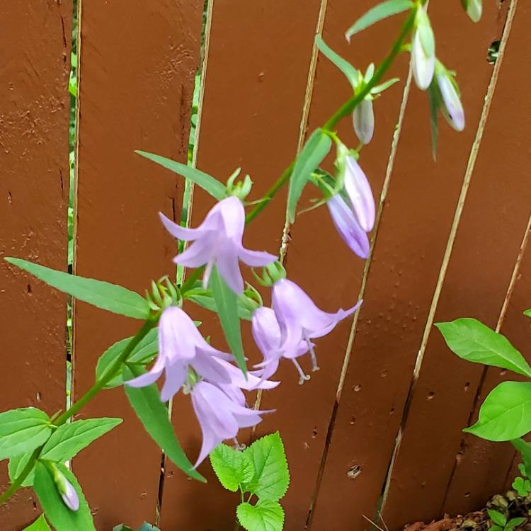 Plant image Adenophora bulleyana