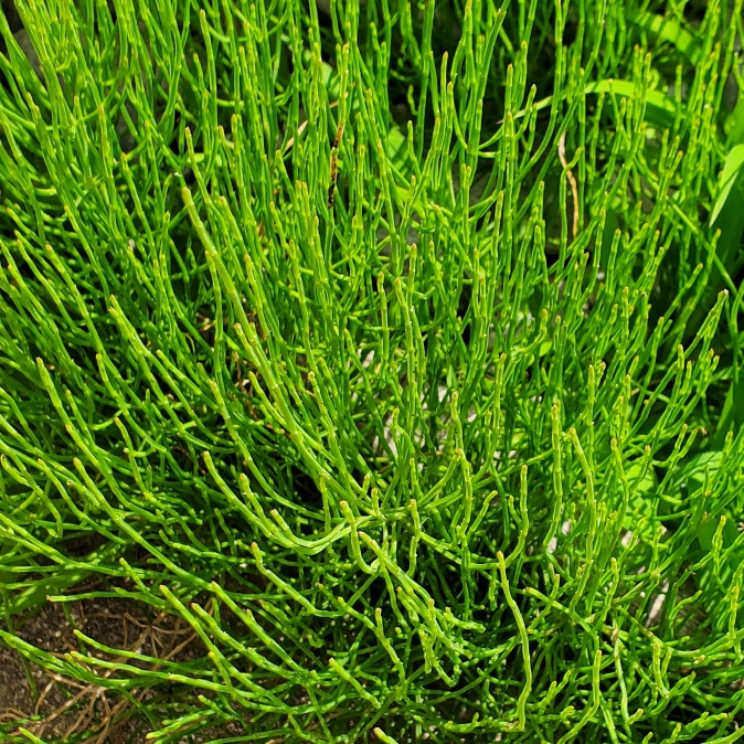 Plant image Equisetum arvense