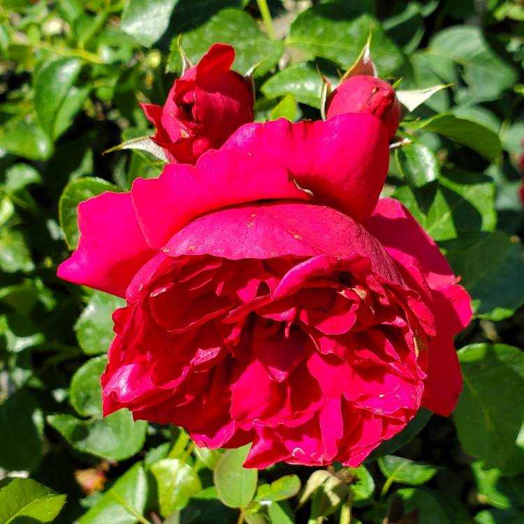 Plant image Rosa 'Meidrason' syn. Rosa 'Red Eden Rose', Rosa 'Red Eden', Rosa 'Red Pierre', Rosa 'Red Pierre de Ronsard', Rosa 'Rouge Pierre de Ronsard', Rosa 'Eric Tabarly'