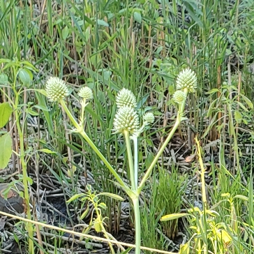 Plant image Eryngium yuccifolium