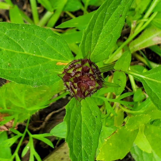 Plant image Prunella vulgaris