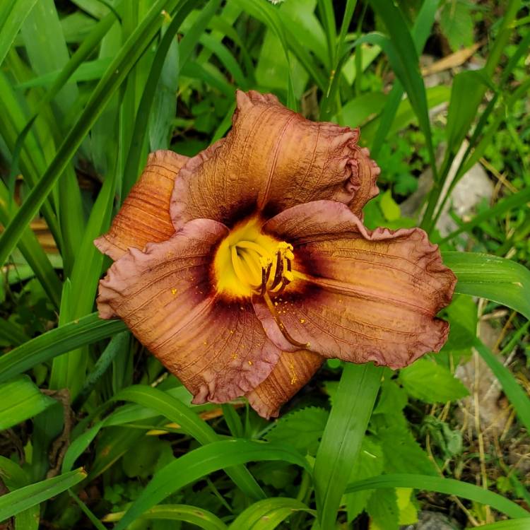 Plant image Hemerocallis 'Old Termite'