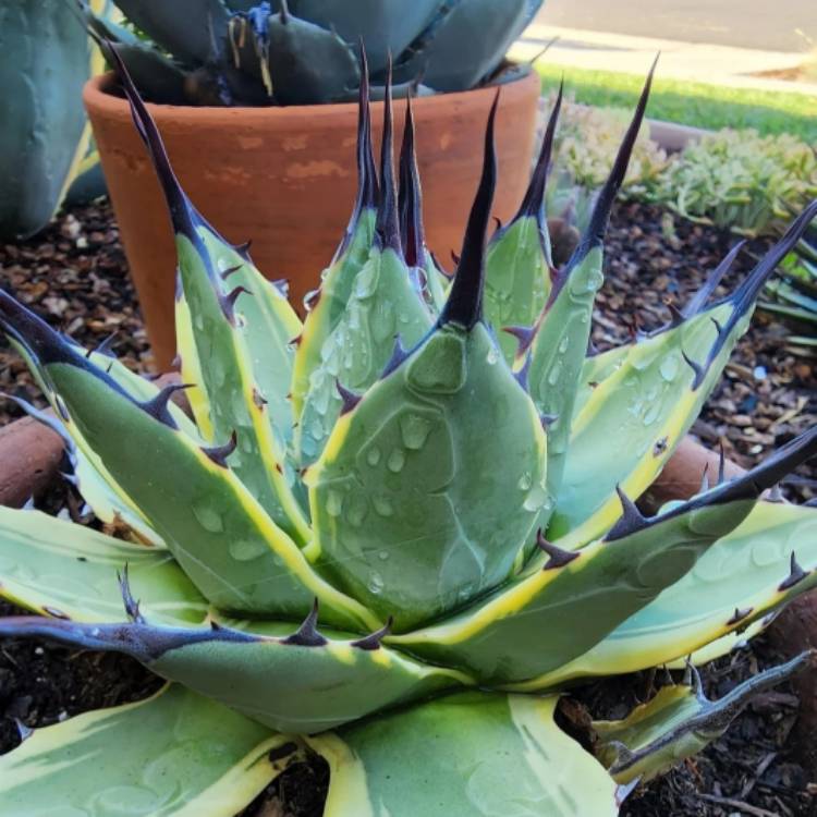 Plant image Agave Applanta Cream Spike