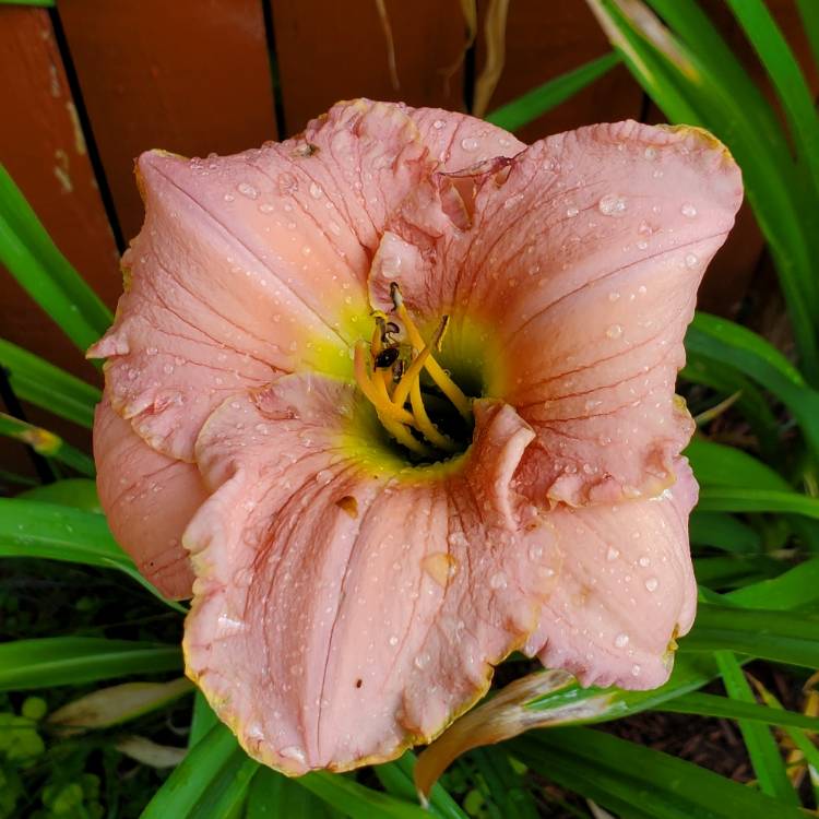 Plant image Hemerocallis 'Barbara Mitchell'