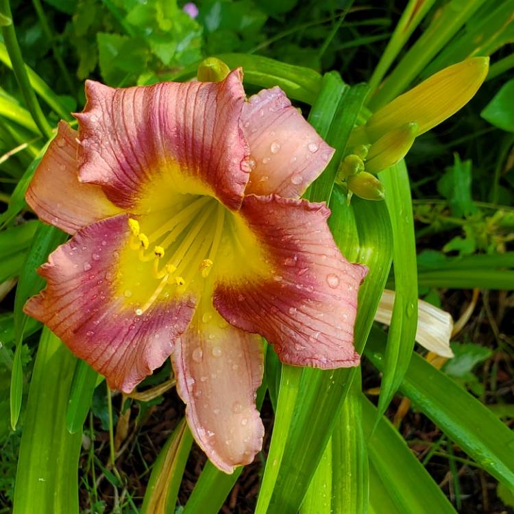 Plant image Hemerocallis 'Mildred Mitchell'