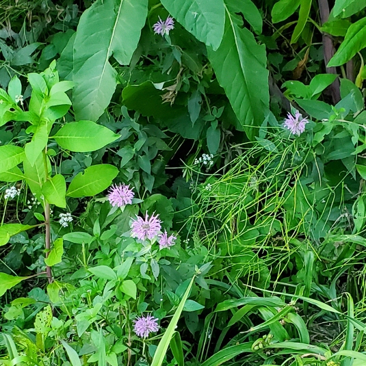 Plant image Monarda 'Leading Lady Lilac'